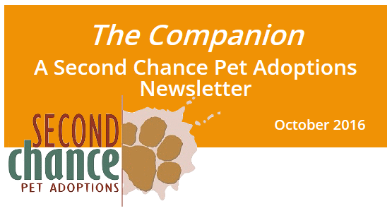 The Second Chance Companion – October 2016