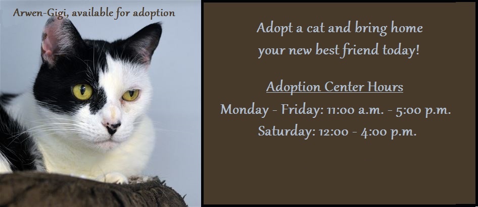 Cat Adoptathon