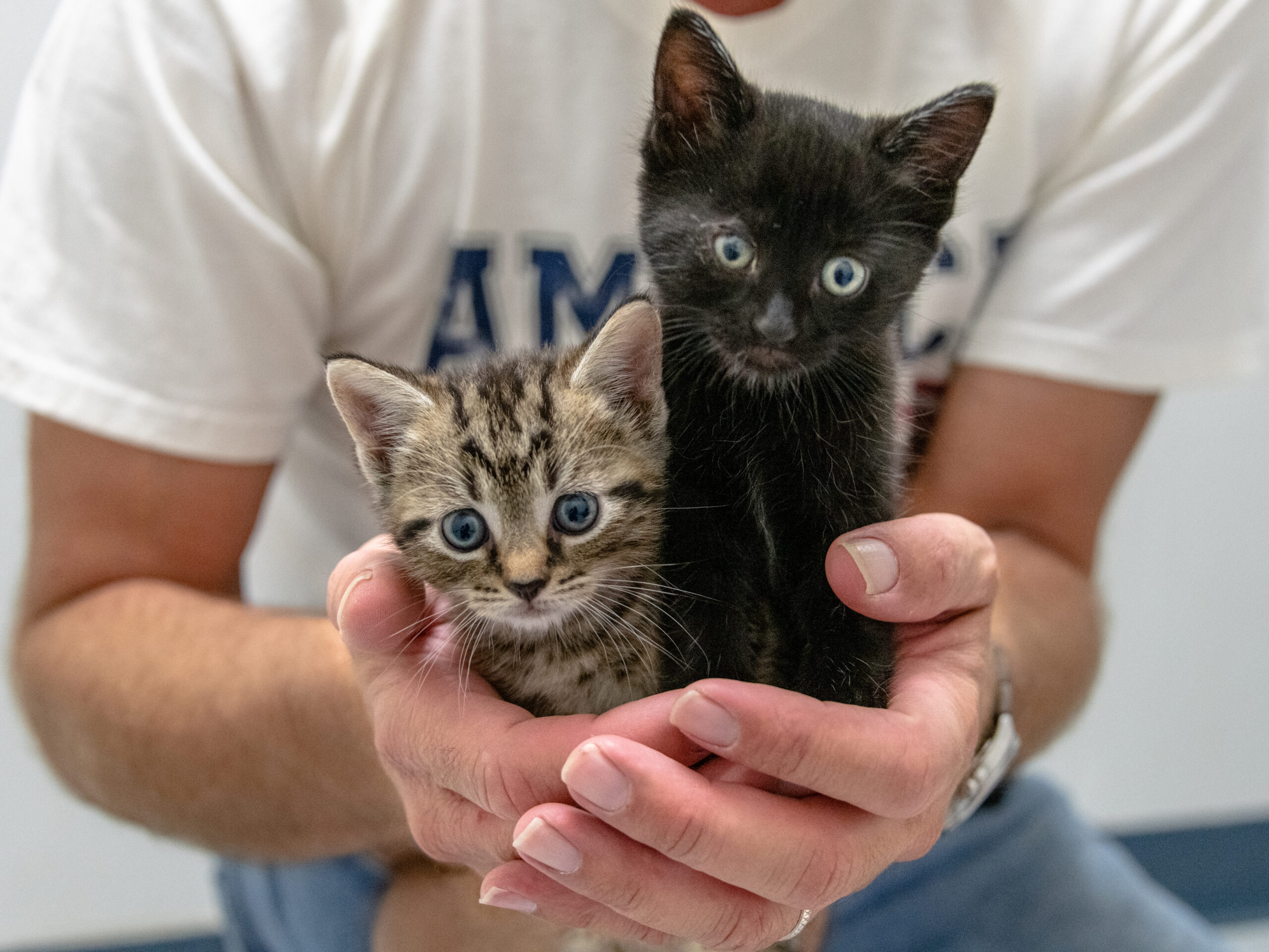 A man holds two curious cute kittens in his hands.